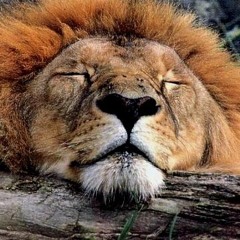 DO NOT WAKE THE LION UP
