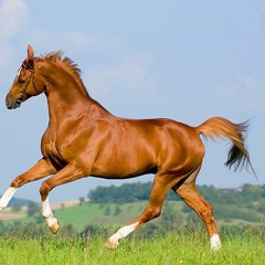 Daliwonga - Cowboy Flow (ft. MLUE) [Prod. SOUL K]