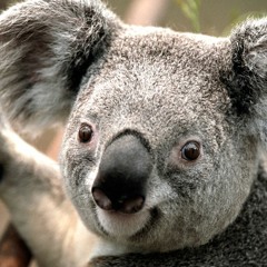 Φαση Γκαραντη