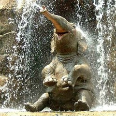 Walking With Elephants ( Ten Walls)