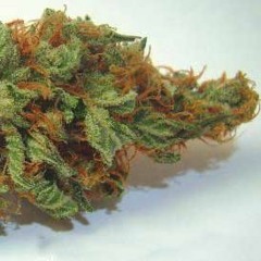 Agent Orange