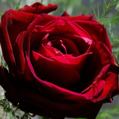 Gotta Get Back To You