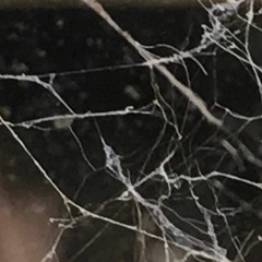 Le fil ébréché - 2016