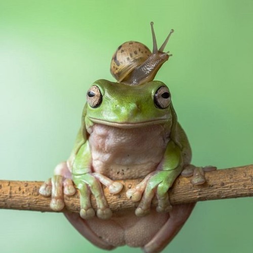 SourOne - Frog, Snail And Sponges