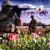 Artwork for Poppy Fields