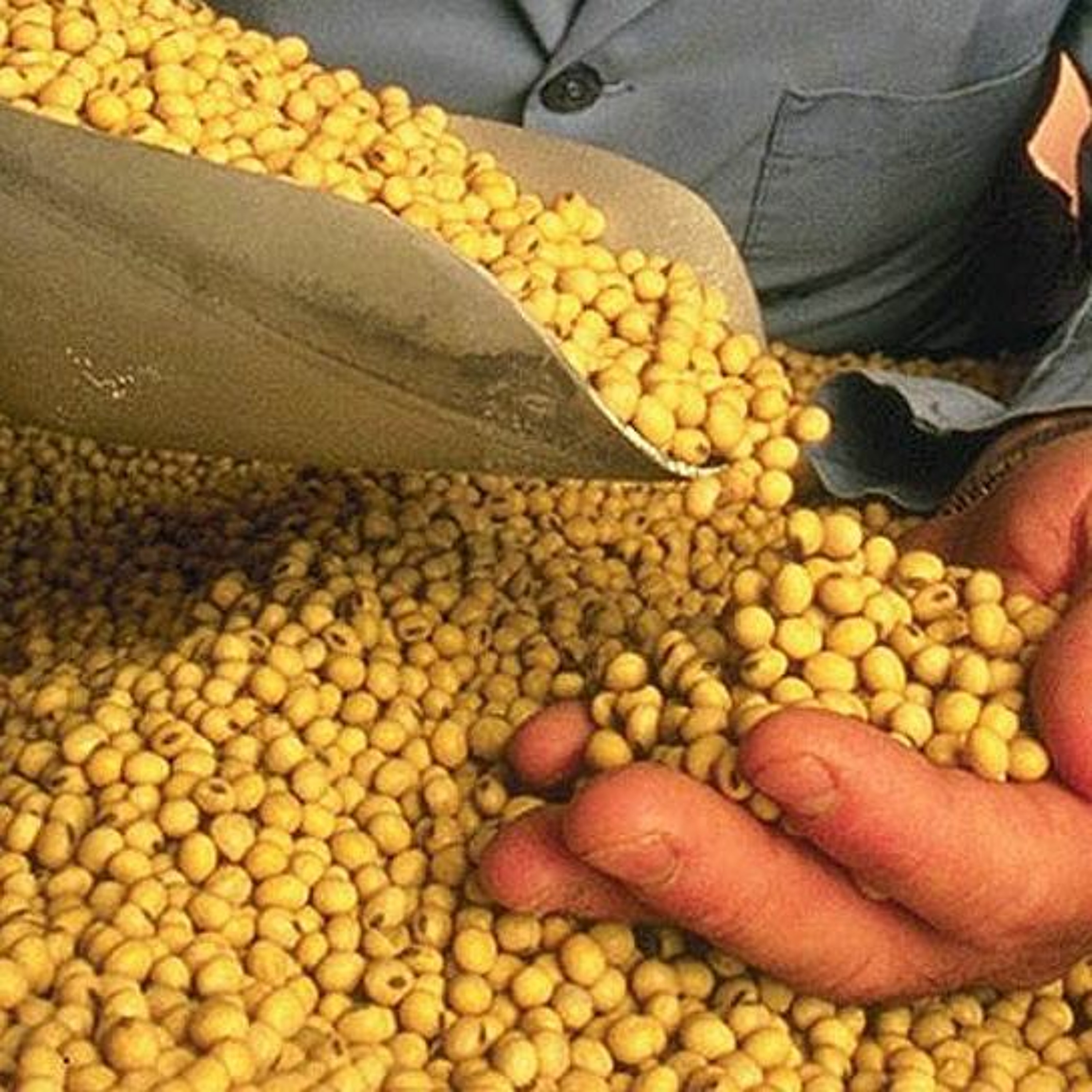 Каневской элеватор начал переработку сои