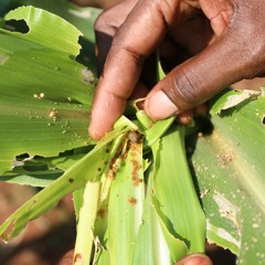 Don’t 'panic' over Fall Armyworm pest, FAO urges African farmers