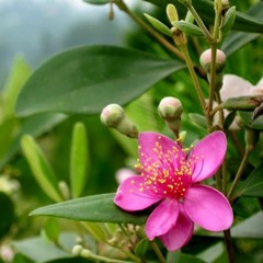 Hoa Sim Biên Giới - Trọng Tấn