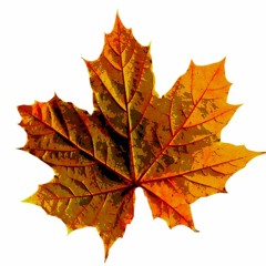 Natalia Moya / Grabación sonidos aleatorios