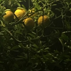 ugly brunette (Horse Jumper of Love cover)