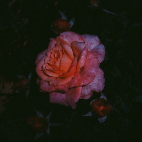 f e a r (prod. Xavier Asentzio & Alvin)