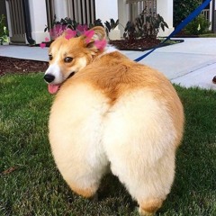 Mix 6: Year of the Doggo