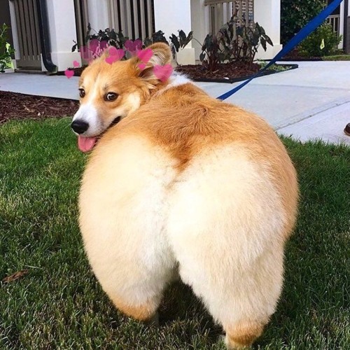 Mix 6: Year of the Doggo