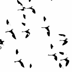 Juno 60 Birds