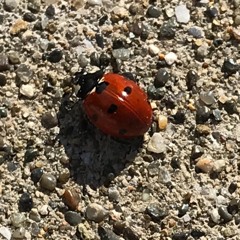 Baby you don't love me like I do. (demo2)