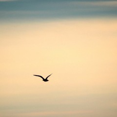 Flight of a Lonely Bird