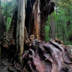 Queen Type 3 *edited For Time