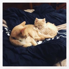 I Hate Cats