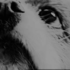 HouseHound  Podcast Vol 8