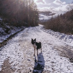 Toby Hay - Marvin The Mustang From Montana