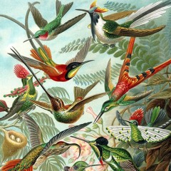 Hummingbirds travelling around the World