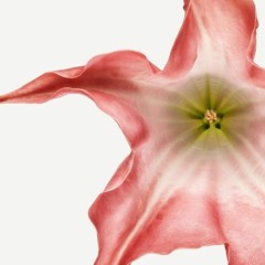 BrugMansia