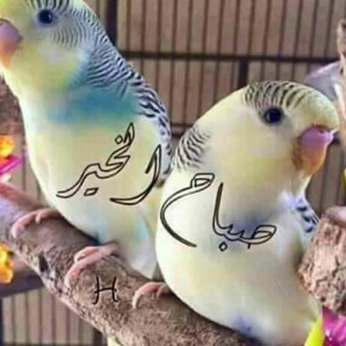 دقت الساعات مصطفي كامل.mp3