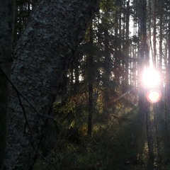 Svart skog, svart sol