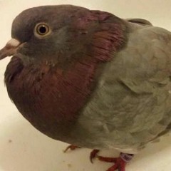 RoboCopNix TODBLOK VOL1