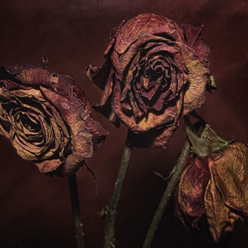 Daaytime Goblins - Reversed Blooms