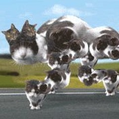 Welcome To Kitty City