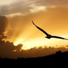 XAVIER RUDD Spirit Bird -  (Bertolini Remix) Free Download