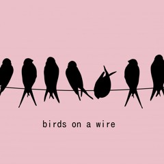 birds on a wire