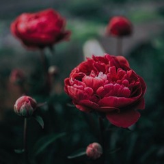 Nuvole Bianche | Ludovico Einaudi | Jacob's Piano