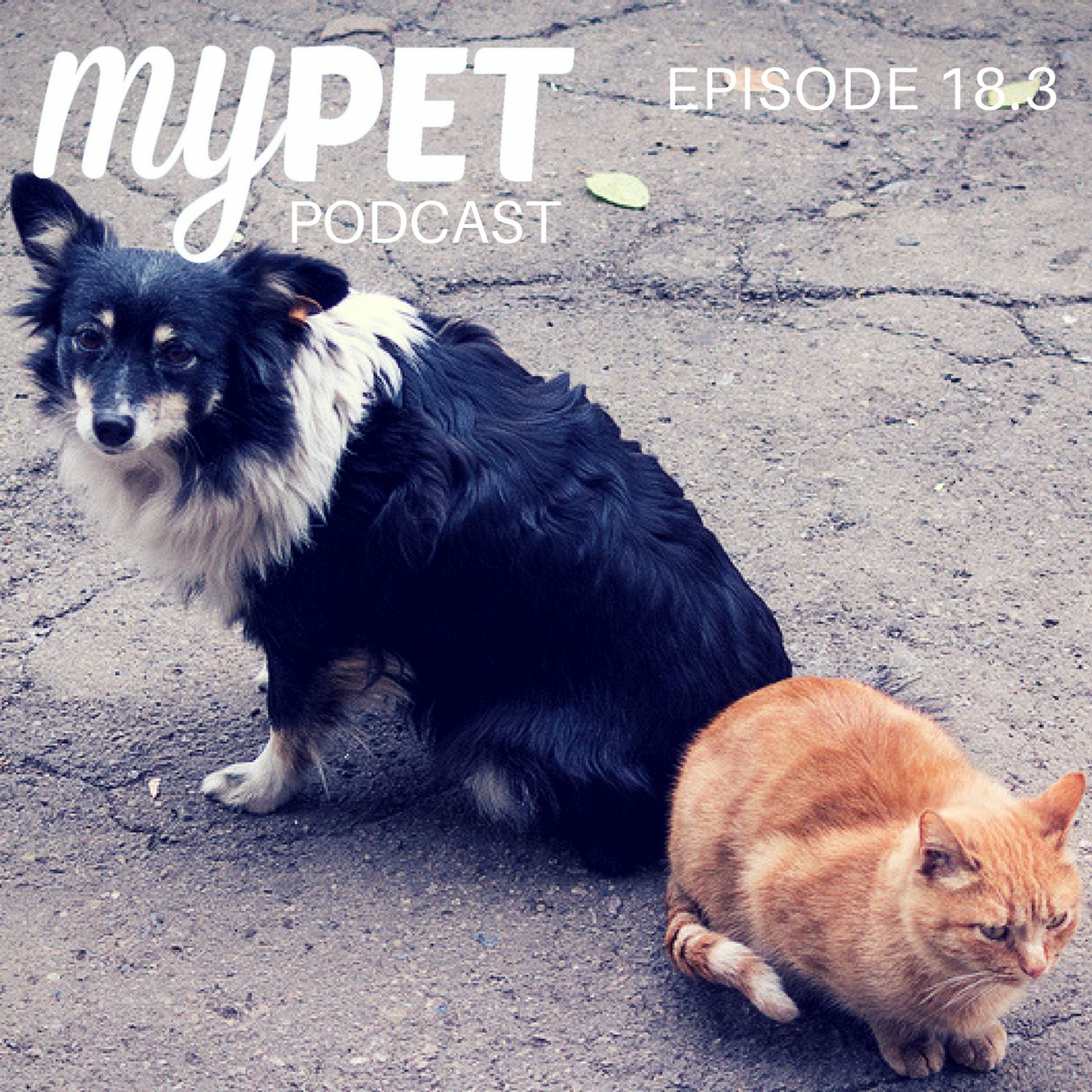 Parvo in Dogs and Cats episode artwork