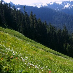 Harp Allegro (Cmaj) - "Joy of Discovery"