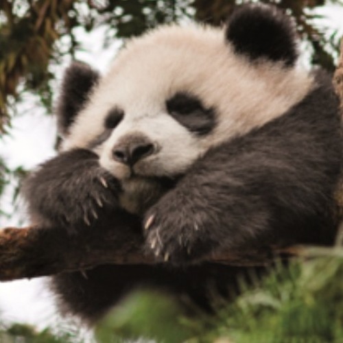 Panda and Renai Circulation (Truevaporman Mashup)