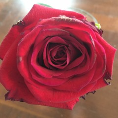 Need Your Love So Bad (Little Willie John cover)