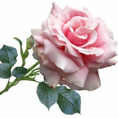 Lagu karo - Jawa Campur sari