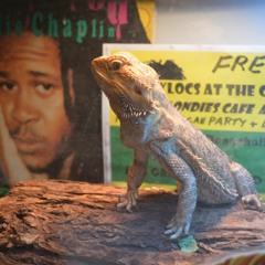 "The Ruffneck Lizard" - by Curlylocs 2/20/2018
