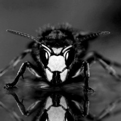 TMSV - Hornet