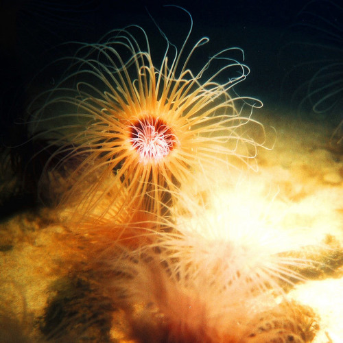 DOWN BY THE RIVER (CORRY'S HARSH DUB)