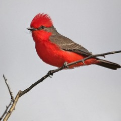 Pilu Jozami / El secreto del churrinche (Maqueta)