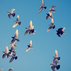 Pretty Little Birds [Prod. By Arzama] (SZA COVER)