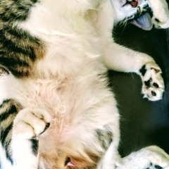 The Message Is Clear (feat. WhiteDove)