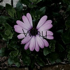 --Why-- Original Composition by Moira Rillo