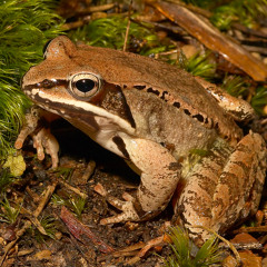 WoodFrogsandSpringPeepersSCWMA20180221