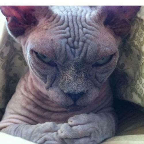 T3R Elemento - El Sapo - En Vivo - 2017.mp3