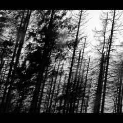 HELGE S. HAMMERBROOK (1000SCHOEN) - FORESTS AT NIGHT