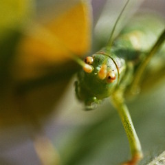 Slowed Down Crickets